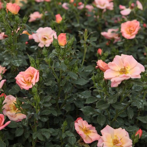 Barackrózsaszín - Csokros virágú - magastörzsű rózsafa- bokros koronaforma